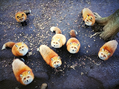 7. Chủ đề Động vật: ảnh chụp bầy cáo tại làng Fox Village, quận Miyagi, Nhật Bản